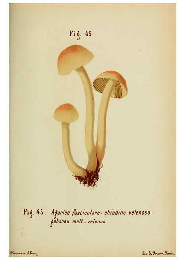 Reproducción/Reproduction 7132431007: Trattatello popolare sui funghi /. Pavia :premiata tipografia fratelli Fusi,1887