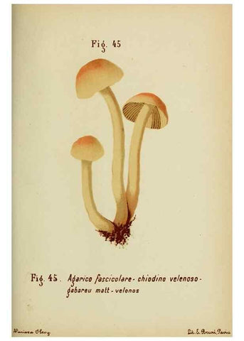 Reproducción/Reproduction 7132431007: Trattatello popolare sui funghi /. Pavia :premiata tipografia fratelli Fusi,1887