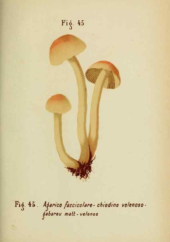 Reproducción/Reproduction 7132431007: Trattatello popolare sui funghi /. Pavia :premiata tipografia fratelli Fusi,1887
