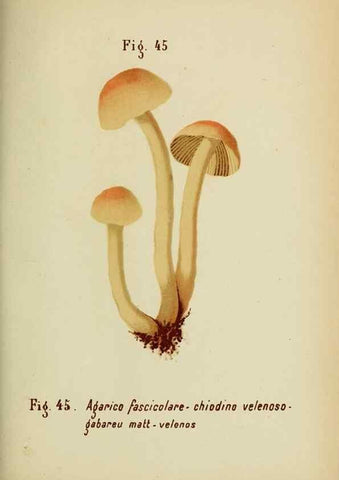 Reproducción/Reproduction 7132431007: Trattatello popolare sui funghi /. Pavia :premiata tipografia fratelli Fusi,1887