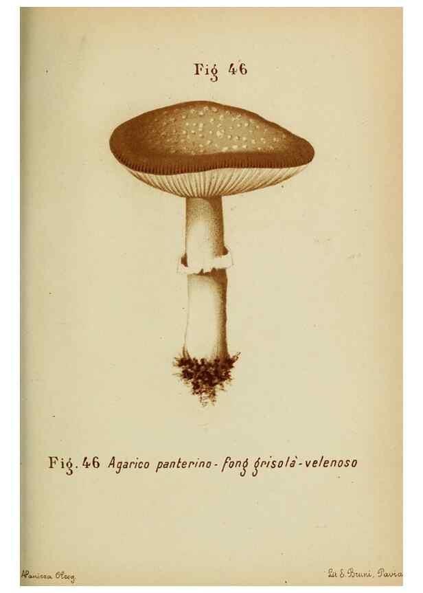 Reproducción/Reproduction 7132432481: Trattatello popolare sui funghi /. Pavia :premiata tipografia fratelli Fusi,1887