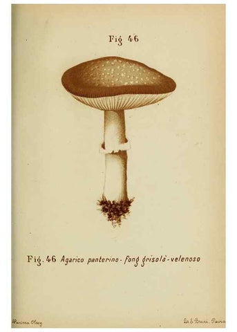 Reproducción/Reproduction 7132432481: Trattatello popolare sui funghi /. Pavia :premiata tipografia fratelli Fusi,1887