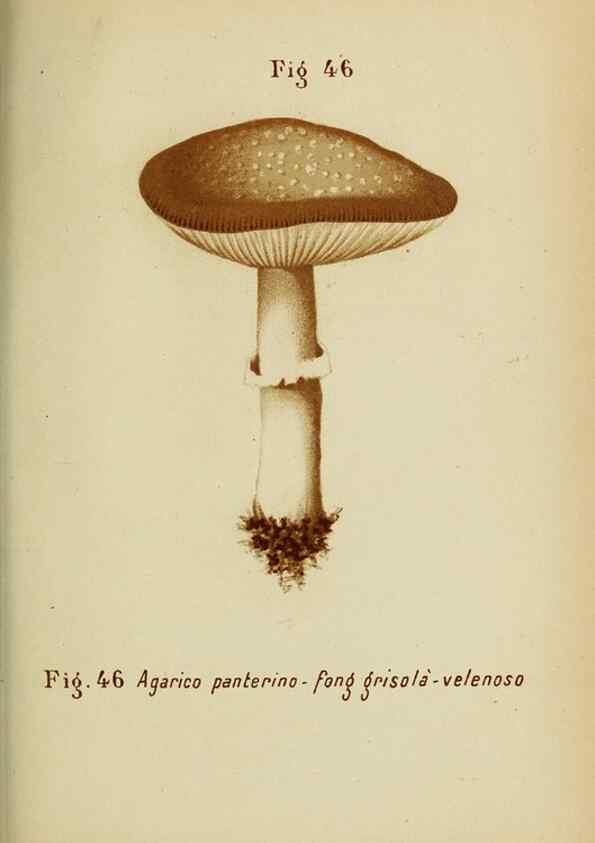Reproducción/Reproduction 7132432481: Trattatello popolare sui funghi /. Pavia :premiata tipografia fratelli Fusi,1887