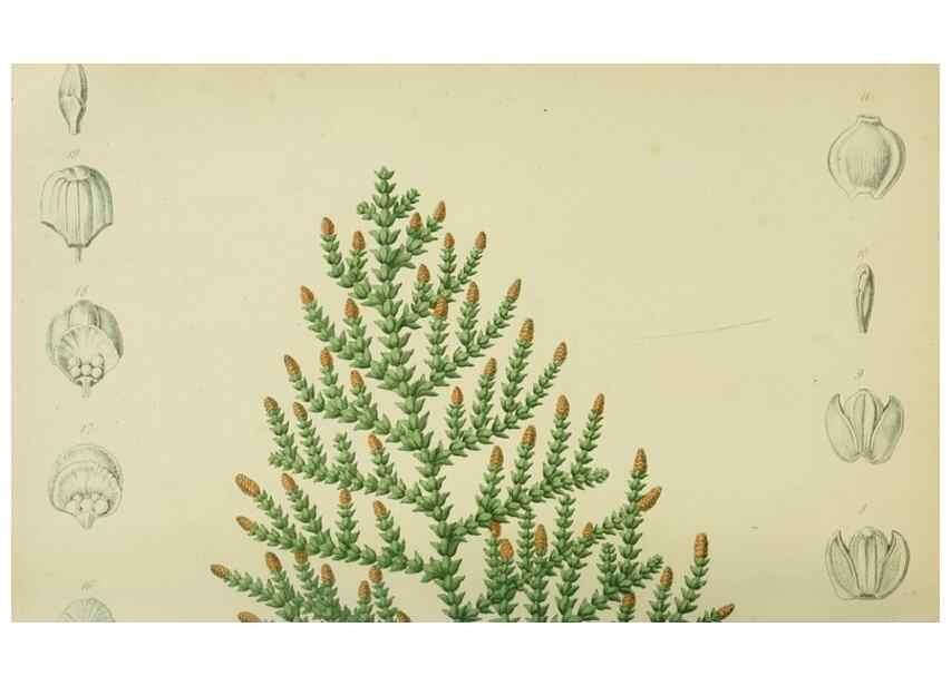 Reproducción/Reproduction 7138906371: Tuinbouw-flora van Nederland en zijne overzeesche bezittingen.. Leyden,A. W. Sythoff,1854-1856.