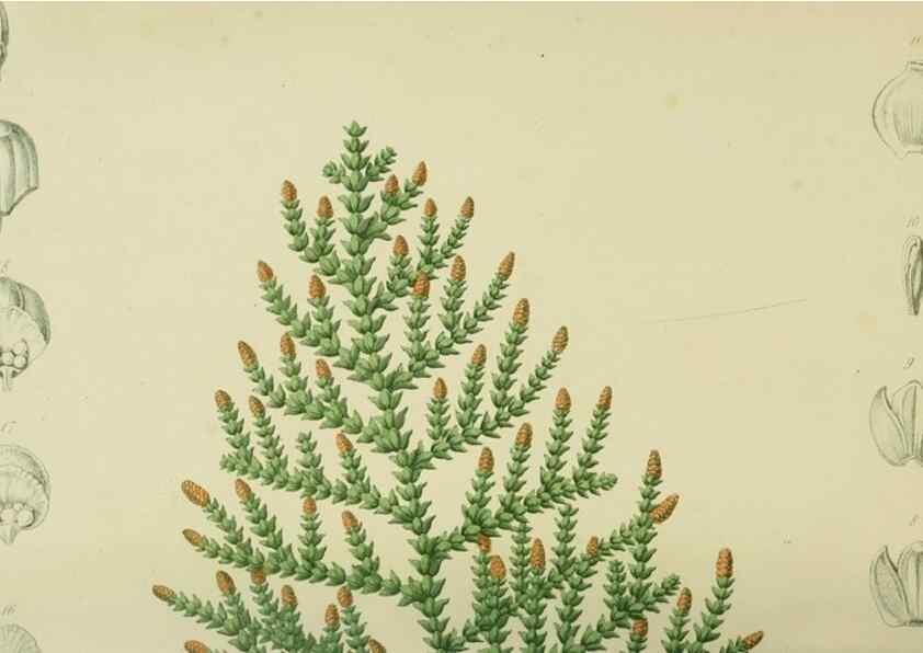 Reproducción/Reproduction 7138906371: Tuinbouw-flora van Nederland en zijne overzeesche bezittingen.. Leyden,A. W. Sythoff,1854-1856.