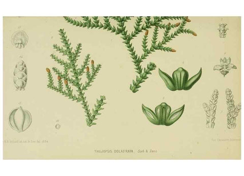 Reproducción/Reproduction 6992824686: Tuinbouw-flora van Nederland en zijne overzeesche bezittingen.. Leyden,A. W. Sythoff,1854-1856.