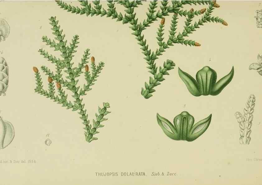 Reproducción/Reproduction 6992824686: Tuinbouw-flora van Nederland en zijne overzeesche bezittingen.. Leyden,A. W. Sythoff,1854-1856.