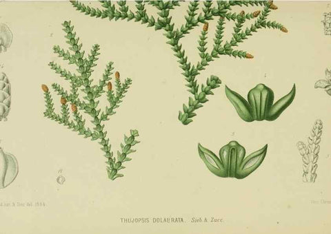Reproducción/Reproduction 6992824686: Tuinbouw-flora van Nederland en zijne overzeesche bezittingen.. Leyden,A. W. Sythoff,1854-1856.