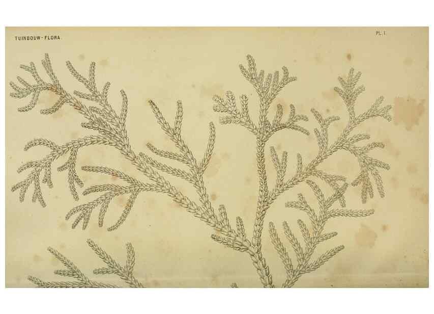 Reproducción/Reproduction 6992825734: Tuinbouw-flora van Nederland en zijne overzeesche bezittingen.. Leyden,A. W. Sythoff,1854-1856.