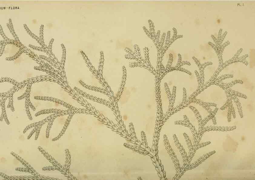 Reproducción/Reproduction 6992825734: Tuinbouw-flora van Nederland en zijne overzeesche bezittingen.. Leyden,A. W. Sythoff,1854-1856.