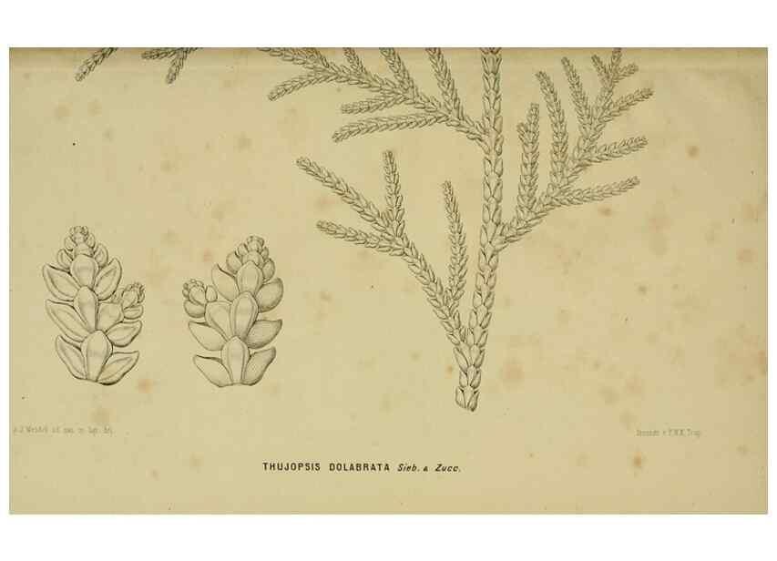 Reproducción/Reproduction 6992826574: Tuinbouw-flora van Nederland en zijne overzeesche bezittingen.. Leyden,A. W. Sythoff,1854-1856.