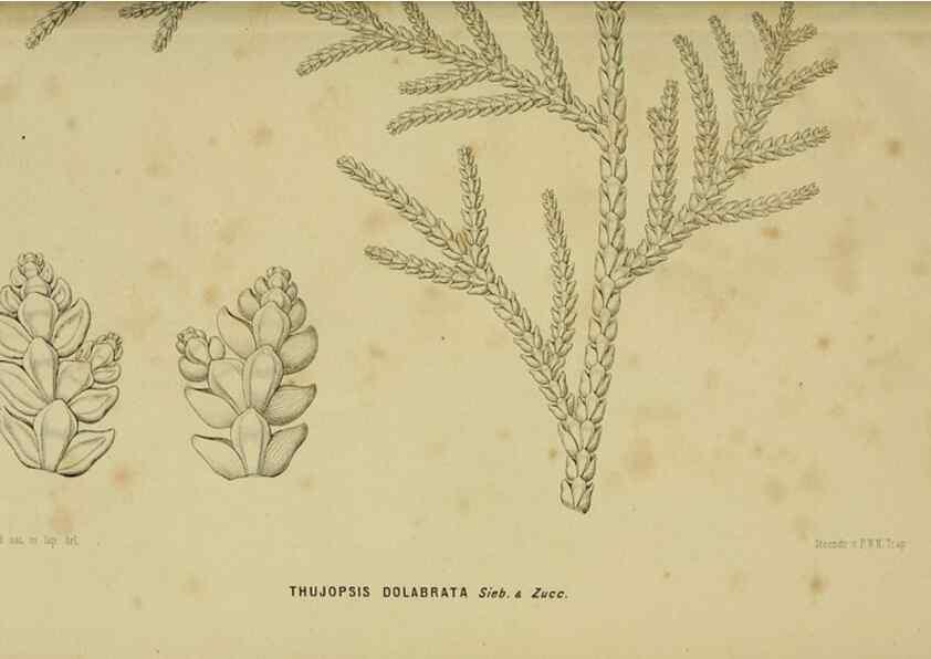 Reproducción/Reproduction 6992826574: Tuinbouw-flora van Nederland en zijne overzeesche bezittingen.. Leyden,A. W. Sythoff,1854-1856.