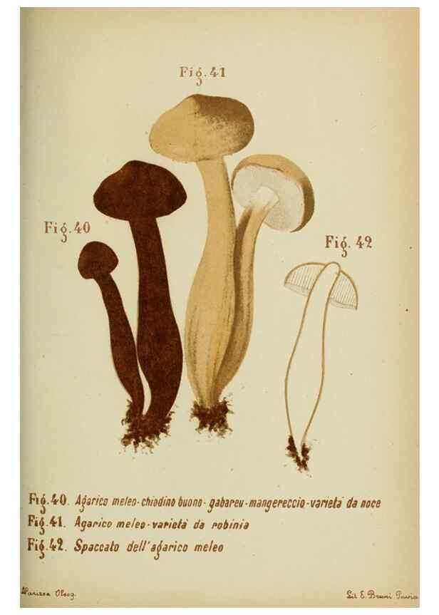 Reproducción/Reproduction 7132429371: Trattatello popolare sui funghi /. Pavia :premiata tipografia fratelli Fusi,1887