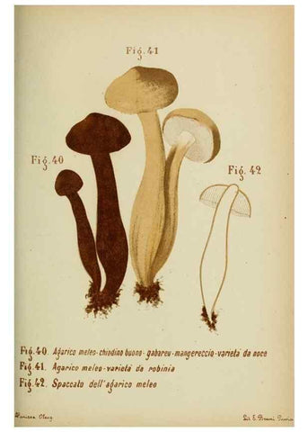 Reproducción/Reproduction 7132429371: Trattatello popolare sui funghi /. Pavia :premiata tipografia fratelli Fusi,1887