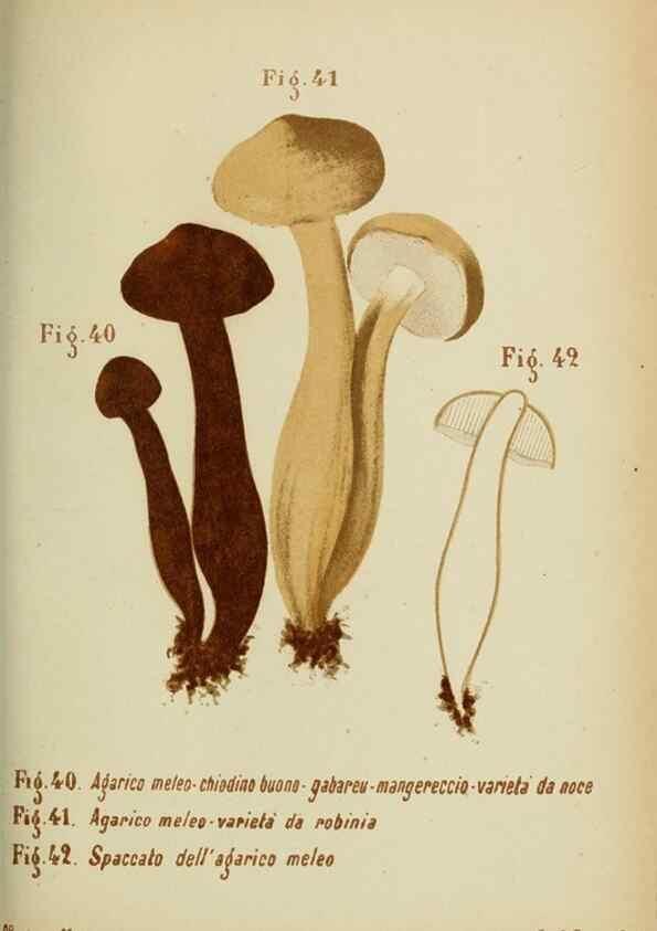 Reproducción/Reproduction 7132429371: Trattatello popolare sui funghi /. Pavia :premiata tipografia fratelli Fusi,1887