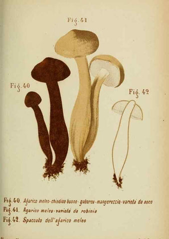 Reproducción/Reproduction 7132429371: Trattatello popolare sui funghi /. Pavia :premiata tipografia fratelli Fusi,1887