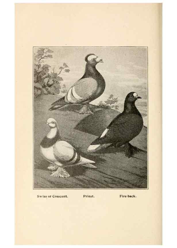 Reproducción/Reproduction 7132141203: Pigeons and all about them.. Boston,C.E. Twombly[c1898]