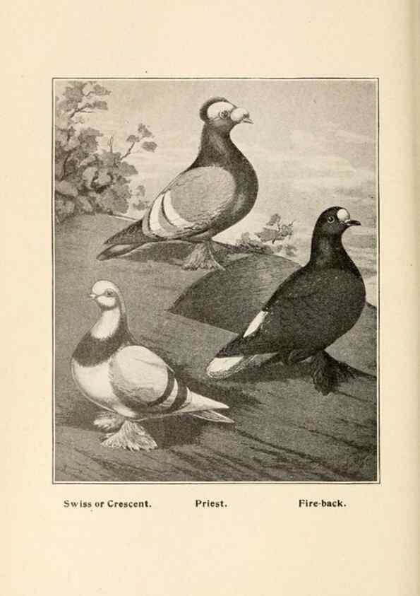 Reproducción/Reproduction 7132141203: Pigeons and all about them.. Boston,C.E. Twombly[c1898]