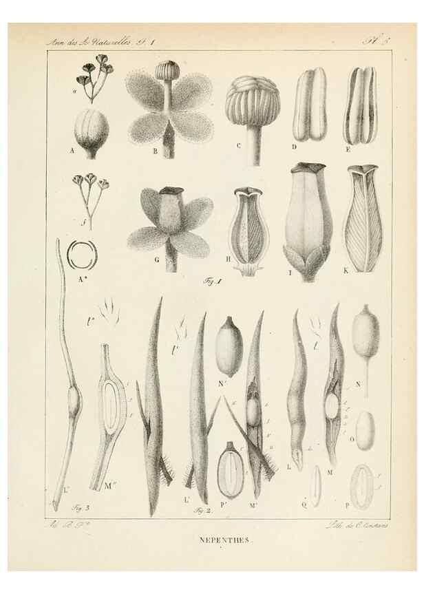 Reproducción/Reproduction 7165104508: Annales des sciences naturelles :. Paris :Crochard
