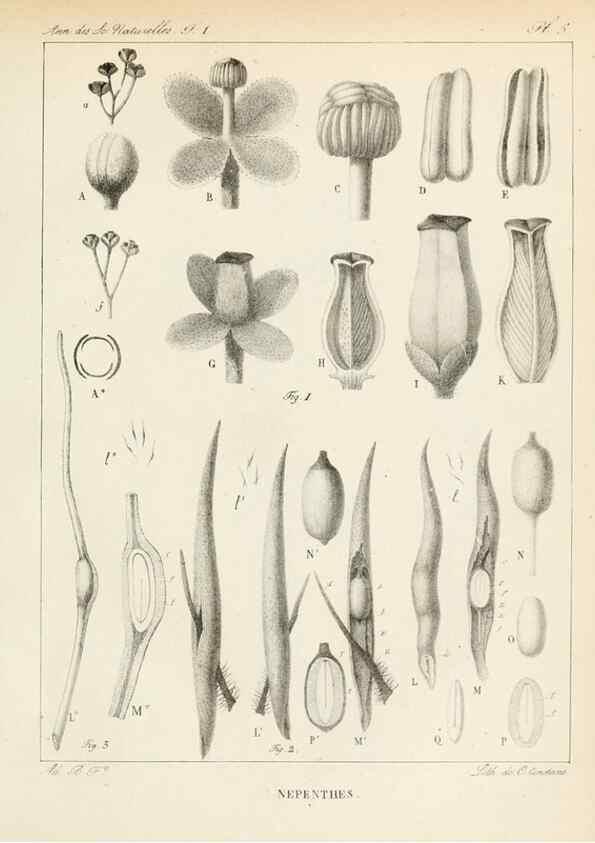 Reproducción/Reproduction 7165104508: Annales des sciences naturelles :. Paris :Crochard