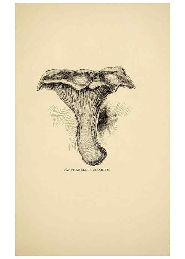 Reproducción/Reproduction 7171015780: Fungal flora of the Lehigh Valley, Pa. /. Allentown, Pa. :Berkemeyer, Keck,1899.
