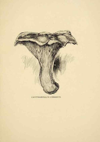 Reproducción/Reproduction 7171015780: Fungal flora of the Lehigh Valley, Pa. /. Allentown, Pa. :Berkemeyer, Keck,1899.