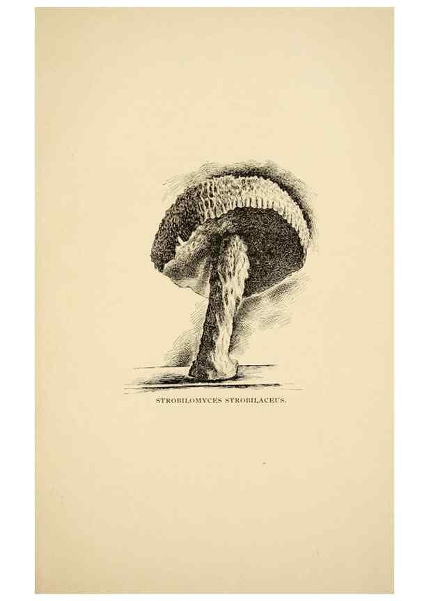 Reproducción/Reproduction 7171016810: Fungal flora of the Lehigh Valley, Pa. /. Allentown, Pa. :Berkemeyer, Keck,1899.