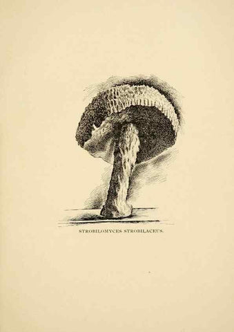Reproducción/Reproduction 7171016810: Fungal flora of the Lehigh Valley, Pa. /. Allentown, Pa. :Berkemeyer, Keck,1899.
