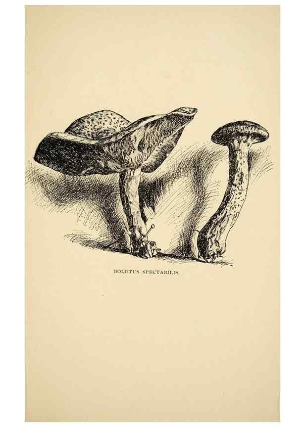 Reproducción/Reproduction 7171017880: Fungal flora of the Lehigh Valley, Pa. /. Allentown, Pa. :Berkemeyer, Keck,1899.