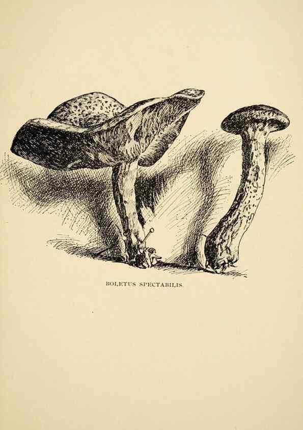 Reproducción/Reproduction 7171017880: Fungal flora of the Lehigh Valley, Pa. /. Allentown, Pa. :Berkemeyer, Keck,1899.