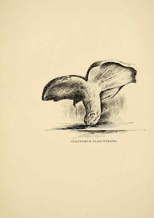 Reproducción/Reproduction 7171018814: Fungal flora of the Lehigh Valley, Pa. /. Allentown, Pa. :Berkemeyer, Keck,1899.