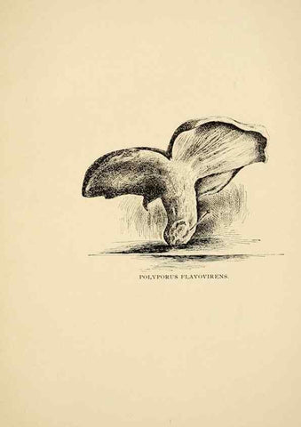 Reproducción/Reproduction 7171018814: Fungal flora of the Lehigh Valley, Pa. /. Allentown, Pa. :Berkemeyer, Keck,1899.