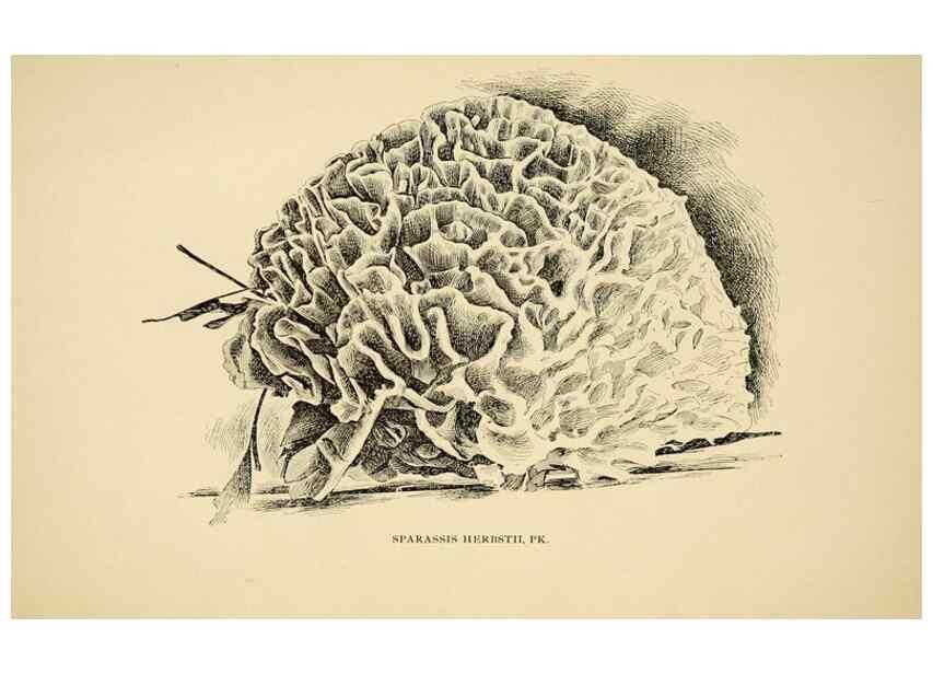 Reproducción/Reproduction 7171020022: Fungal flora of the Lehigh Valley, Pa. /. Allentown, Pa. :Berkemeyer, Keck,1899.