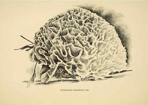 Reproducción/Reproduction 7171020022: Fungal flora of the Lehigh Valley, Pa. /. Allentown, Pa. :Berkemeyer, Keck,1899.