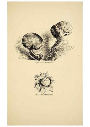 Reproducción/Reproduction 7171022992: Fungal flora of the Lehigh Valley, Pa. /. Allentown, Pa. :Berkemeyer, Keck,1899.