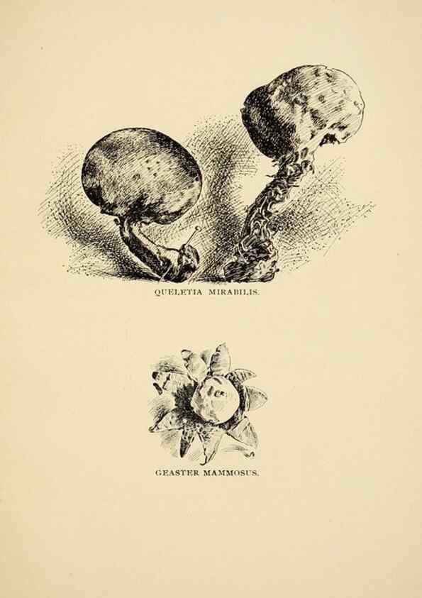 Reproducción/Reproduction 7171022992: Fungal flora of the Lehigh Valley, Pa. /. Allentown, Pa. :Berkemeyer, Keck,1899.
