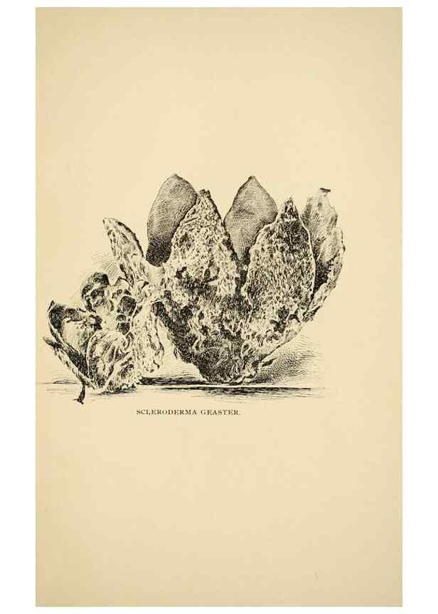 Reproducción/Reproduction 7171024816: Fungal flora of the Lehigh Valley, Pa. /. Allentown, Pa. :Berkemeyer, Keck,1899.