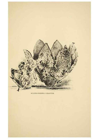 Reproducción/Reproduction 7171024816: Fungal flora of the Lehigh Valley, Pa. /. Allentown, Pa. :Berkemeyer, Keck,1899.