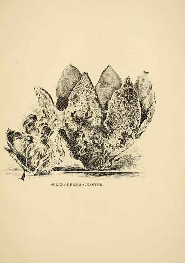 Reproducción/Reproduction 7171024816: Fungal flora of the Lehigh Valley, Pa. /. Allentown, Pa. :Berkemeyer, Keck,1899.
