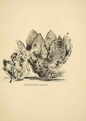 Reproducción/Reproduction 7171024816: Fungal flora of the Lehigh Valley, Pa. /. Allentown, Pa. :Berkemeyer, Keck,1899.