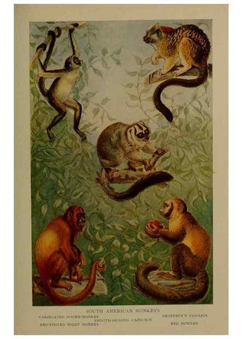 Reproducción/Reproduction 7171933550: The life of animals;. London,Macmillan & co., ltd.,1906.