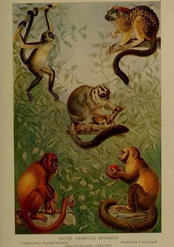 Reproducción/Reproduction 7171933550: The life of animals;. London,Macmillan & co., ltd.,1906.