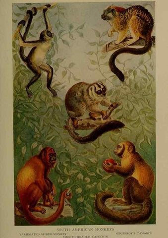 Reproducción/Reproduction 7171933550: The life of animals;. London,Macmillan & co., ltd.,1906.