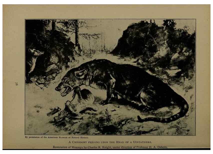 Reproducción/Reproduction 7171934864: The life of animals;. London,Macmillan & co., ltd.,1906.