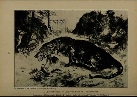 Reproducción/Reproduction 7171934864: The life of animals;. London,Macmillan & co., ltd.,1906.
