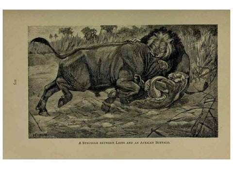 Reproducción/Reproduction 7171937412: The life of animals;. London,Macmillan & co., ltd.,1906.