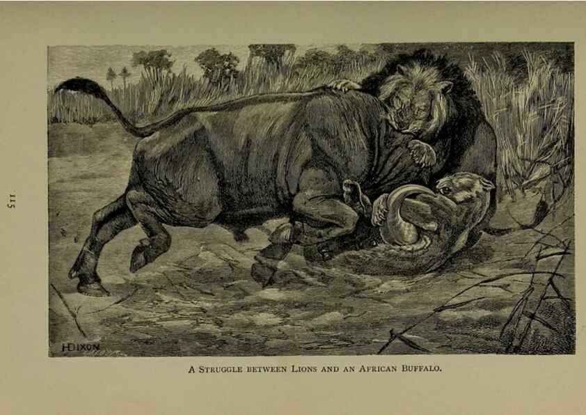 Reproducción/Reproduction 7171937412: The life of animals;. London,Macmillan & co., ltd.,1906.