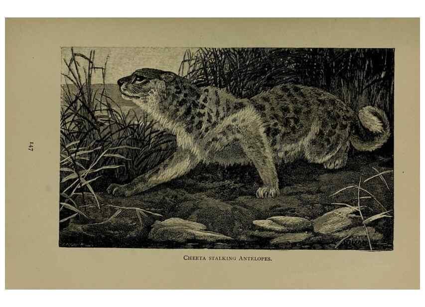 Reproducción/Reproduction 7171938564: The life of animals;. London,Macmillan & co., ltd.,1906.