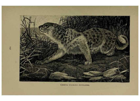 Reproducción/Reproduction 7171938564: The life of animals;. London,Macmillan & co., ltd.,1906.