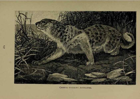 Reproducción/Reproduction 7171938564: The life of animals;. London,Macmillan & co., ltd.,1906.